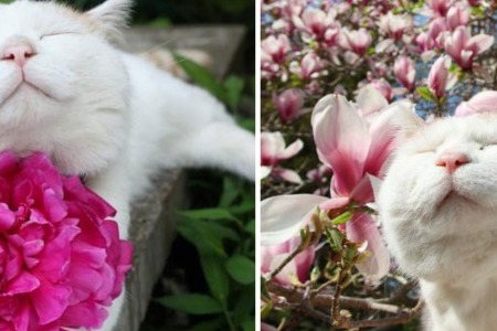 Square animals smelling flowers 46  880