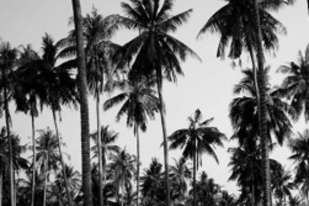 Square coconut palms plakat