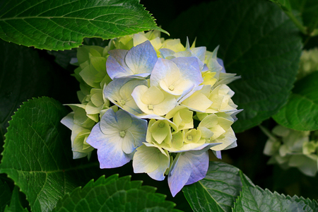 Square 6714 hydrangeas