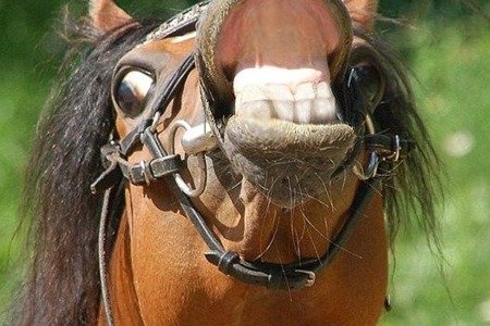 Square sjove billeder af heste